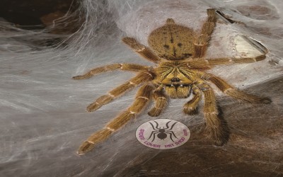 pterinochillus murinus female tarantula a